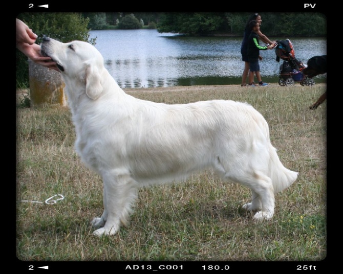 Lily 1 ère Excellente et remporte le CACS à 15 mois !!!